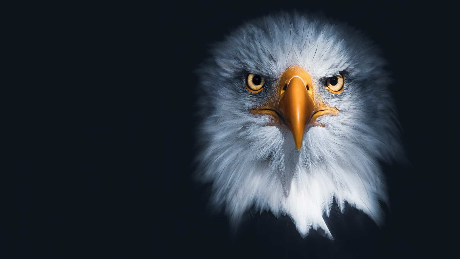 Cypurge eagle, symbol of vigilance